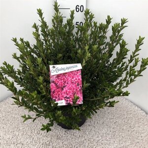 Rhododendron (AJ) 'Silvester' 40-50 cm cont. 10L - afbeelding 2