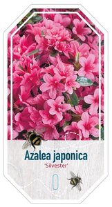 Rhododendron (AJ) 'Silvester' 40-50 cm cont. 10L