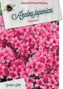 Rhododendron (AJ) 'Silvester' 50-60 cm cont. 20L - afbeelding 1