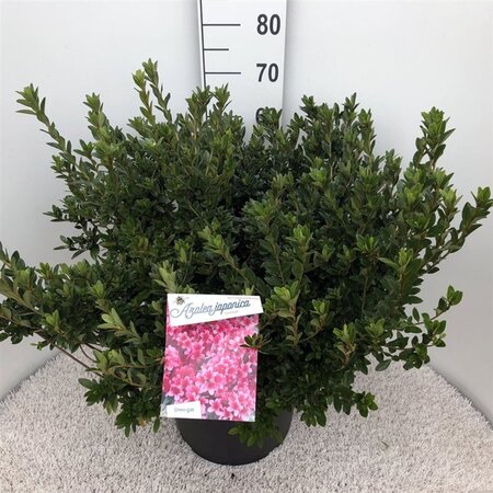 Rhododendron (AJ) 'Silvester' 50-60 cm cont. 20L - afbeelding 2