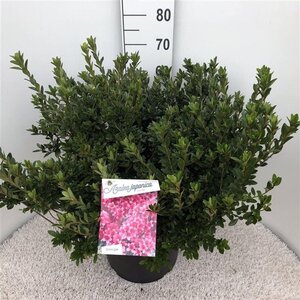 Rhododendron (AJ) 'Silvester' 50-60 cm cont. 20L - afbeelding 2
