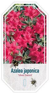 Rhododendron (AJ) 'Silver Sword' Variegata ROZE 20-25 cm cont. 2,0L