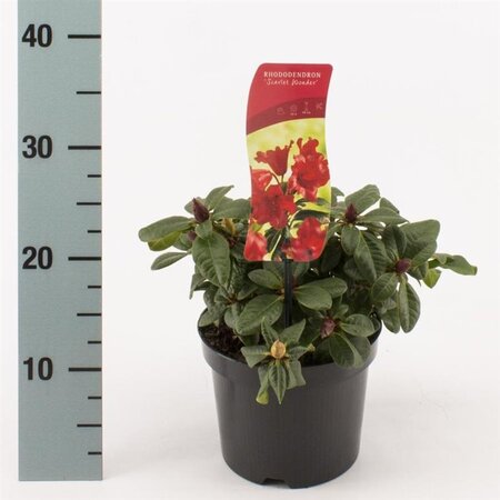 Rhododendron (F) 'Scarlet Wonder' ROOD 20-25 cm cont. 2,0L - afbeelding 2