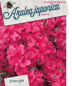 Rhododendron (AJ) 'Thierry' ROOD 40-50 cm cont. 10L - afbeelding 2