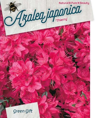 Rhododendron (AJ) 'Thierry' ROOD 50-60 cm cont. 20L - afbeelding 1