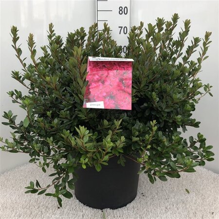 Rhododendron (AJ) 'Thierry' ROOD 50-60 cm cont. 20L - afbeelding 2