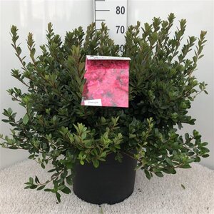 Rhododendron (AJ) 'Thierry' ROOD 50-60 cm cont. 20L - afbeelding 2