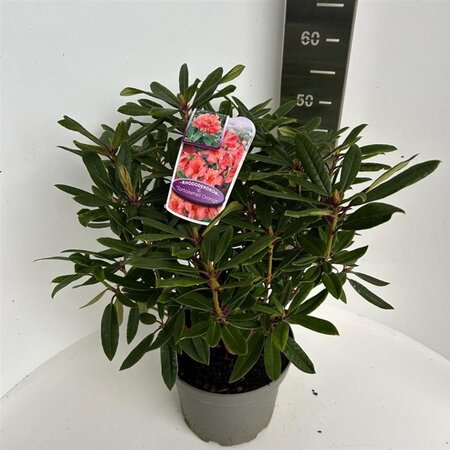 Rhododendron 'Tortoiseshell Orange' ORANJE 40-50 cm cont. 5,0L - afbeelding 2