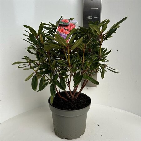Rhododendron 'Tortoiseshell Orange' ORANJE 40-50 cm cont. 5,0L - afbeelding 3