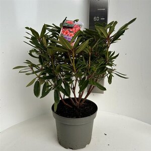 Rhododendron 'Tortoiseshell Orange' ORANJE 40-50 cm cont. 5,0L - afbeelding 3