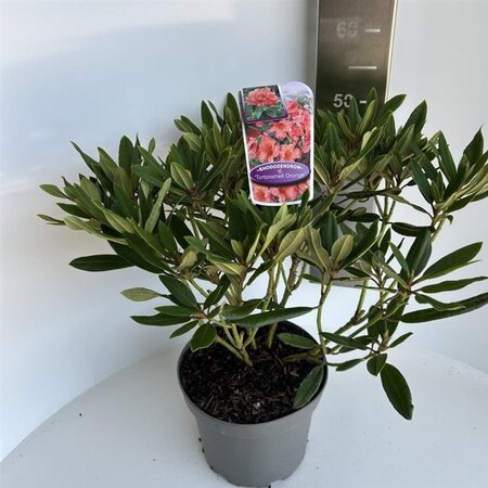 Rhododendron 'Tortoiseshell Orange' ORANJE 40-50 cm cont. 5,0L - afbeelding 2