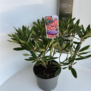 Rhododendron 'Tortoiseshell Orange' ORANJE 40-50 cm cont. 5,0L - afbeelding 2