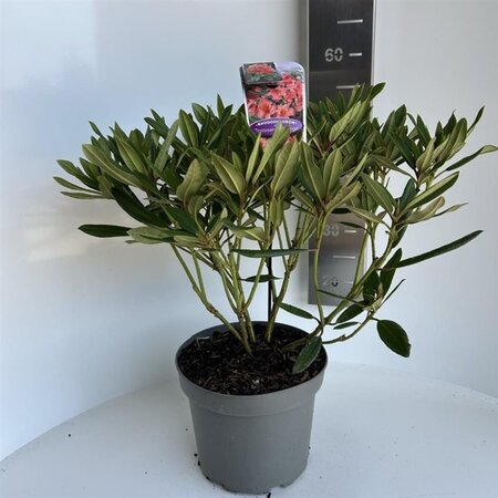 Rhododendron 'Tortoiseshell Orange' ORANJE 40-50 cm cont. 5,0L - afbeelding 3