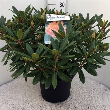 Rhododendron 'Tortoiseshell Orange' ORANJE 60-80 cm cont. 20L - afbeelding 3
