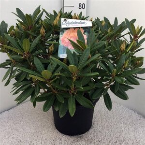 Rhododendron 'Tortoiseshell Orange' ORANJE 60-80 cm cont. 20L - afbeelding 3