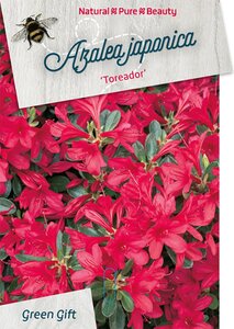 Rhododendron (AJ) 'Toreador' ROOD 50-60 cm cont. 20L - afbeelding 1