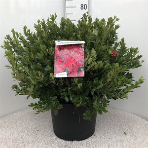 Rhododendron (AJ) 'Toreador' ROOD 50-60 cm cont. 20L - afbeelding 2