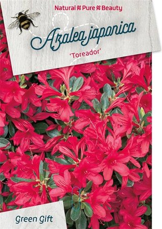 Rhododendron (AJ) 'Toreador' ROOD 50-60 cm cont. 20L - afbeelding 1
