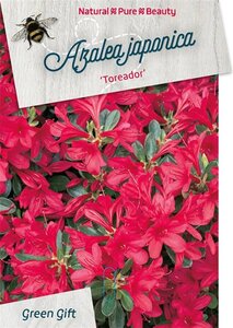 Rhododendron (AJ) 'Toreador' ROOD 50-60 cm cont. 30L - afbeelding 1