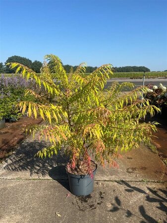 Rhus typhina Tiger Eyes 40-60 cm cont. 10L