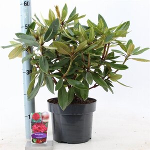 Rhododendron 'Vulcan's Flame' ROOD 30-40 cm cont. 5,0L - afbeelding 2