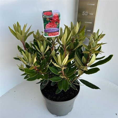 Rhododendron 'Vulcan's Flame' ROOD 30-40 cm cont. 5,0L - image 1