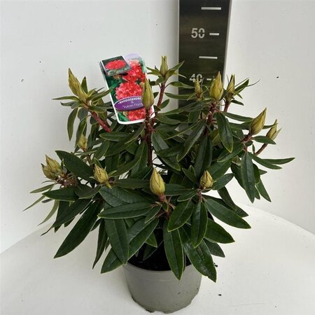 Rhododendron 'Vulcan's Flame' ROOD 40-50 cm cont. 5,0L - afbeelding 1
