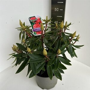 Rhododendron 'Vulcan's Flame' ROOD 40-50 cm cont. 5,0L - afbeelding 1