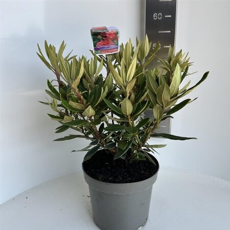 Rhododendron 'Vulcan's Flame' ROOD 40-50 cm cont. 5,0L - afbeelding 1