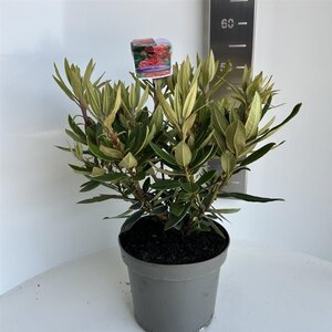 Rhododendron 'Vulcan's Flame' ROOD 40-50 cm cont. 5,0L