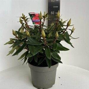 Rhododendron 'Vulcan's Flame' ROOD 40-50 cm cont. 5,0L - afbeelding 2
