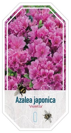 Rhododendron (AJ) 'Violetta' BLAUW 40-50 cm cont. 10L - afbeelding 2