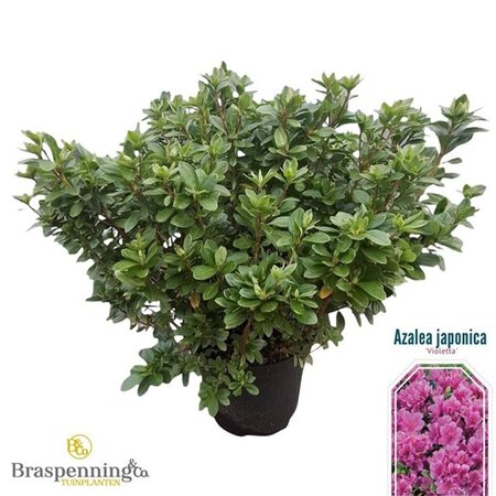 Rhododendron (AJ) 'Violetta' BLAUW 40-50 cm cont. 10L - afbeelding 3