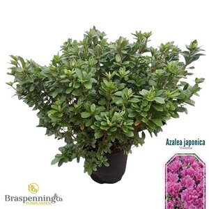 Rhododendron (AJ) 'Violetta' BLAUW 40-50 cm cont. 10L - afbeelding 3