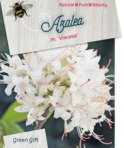 Rhododendron 'Viscosum' WIT/ROZE 50-60 cm cont. 20L