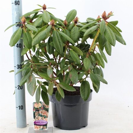 Rhododendron 'Virginia Richards' ORANJEROZE 30-40 cm cont. 5,0L - afbeelding 2