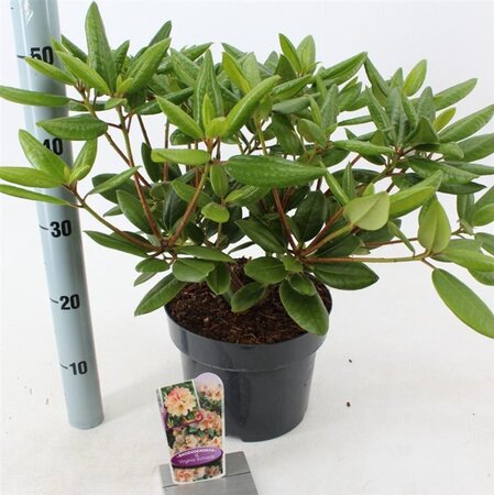 Rhododendron 'Virginia Richards' ORANJEROZE 30-40 cm cont. 5,0L - afbeelding 3