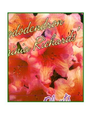 Rhododendron 'Virginia Richards' ORANJEROZE 30-40 cm cont. 5,0L - afbeelding 6