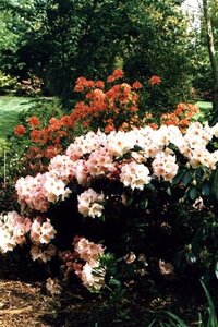 Rhododendron 'Virginia Richards' ORANJEROZE 30-40 cm cont. 5,0L - afbeelding 7