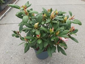 Rhododendron 'Virginia Richards' ORANJEROZE 30-40 cm cont. 5,0L - afbeelding 2