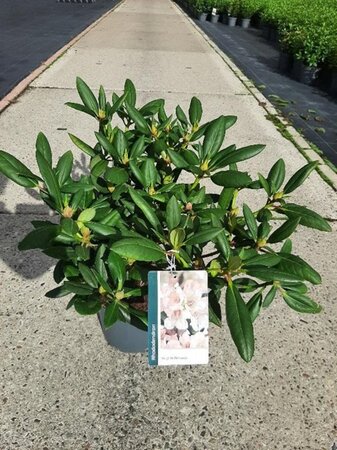 Rhododendron 'Virginia Richards' ORANJEROZE 30-40 cm cont. 5,0L - afbeelding 5