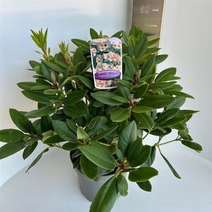 Rhododendron 'Virginia Richards' ORANJEROZE 30-40 cm cont. 5,0L - afbeelding 4