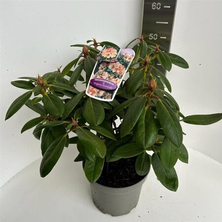 Rhododendron 'Virginia Richards' ORANJEROZE 40-50 cm cont. 5,0L - afbeelding 1