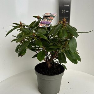 Rhododendron 'Virginia Richards' ORANJEROZE 40-50 cm cont. 5,0L - afbeelding 2