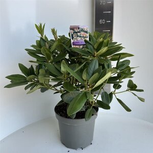 Rhododendron 'Virginia Richards' ORANJEROZE 40-50 cm cont. 5,0L