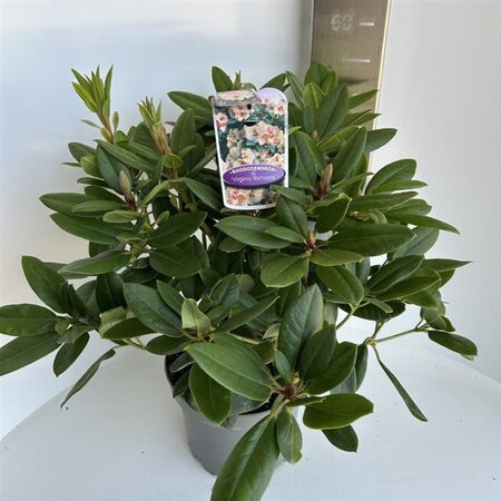 Rhododendron 'Virginia Richards' ORANJEROZE 40-50 cm cont. 5,0L - afbeelding 2