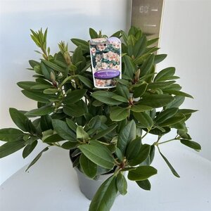 Rhododendron 'Virginia Richards' ORANJEROZE 40-50 cm cont. 5,0L - afbeelding 2
