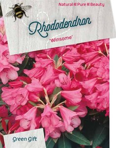 Rhododendron 'Winsome' dwerg ROZE 30-40 cm cont. 10L - afbeelding 1