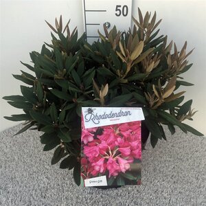 Rhododendron 'Winsome' dwerg ROZE 30-40 cm cont. 10L - afbeelding 2