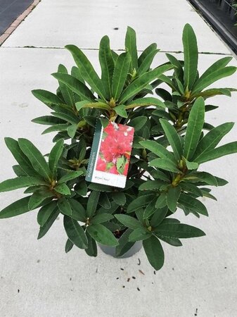Rhododendron 'Wilgen's Ruby' ROOD 30-40 cm cont. 5,0L - afbeelding 5